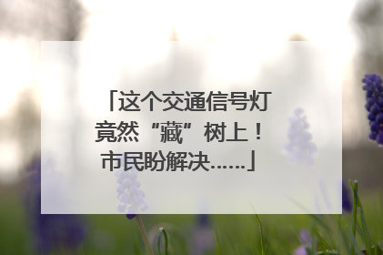 这个交通信号灯竟然“藏”树上！市民盼解决……