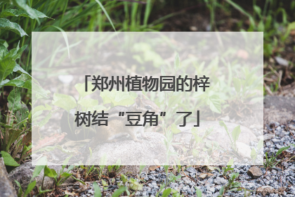 郑州植物园的梓树结“豆角”了