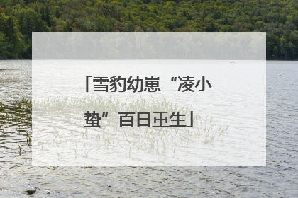 雪豹幼崽“凌小蛰”百日重生