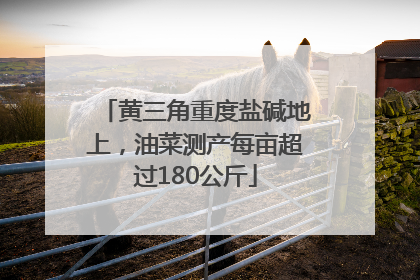 黄三角重度盐碱地上，油菜测产每亩超过180公斤
