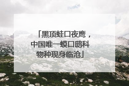 黑顶蛙口夜鹰，中国唯一蟆口鸱科物种现身临沧