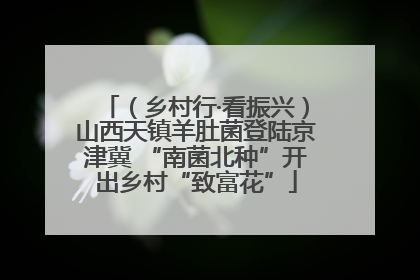 （乡村行·看振兴）山西天镇羊肚菌登陆京津冀 “南菌北种”开出乡村“致富花”