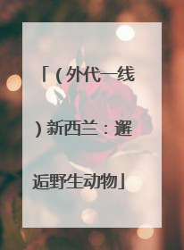 （外代一线）新西兰：邂逅野生动物