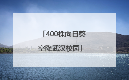 400株向日葵空降武汉校园